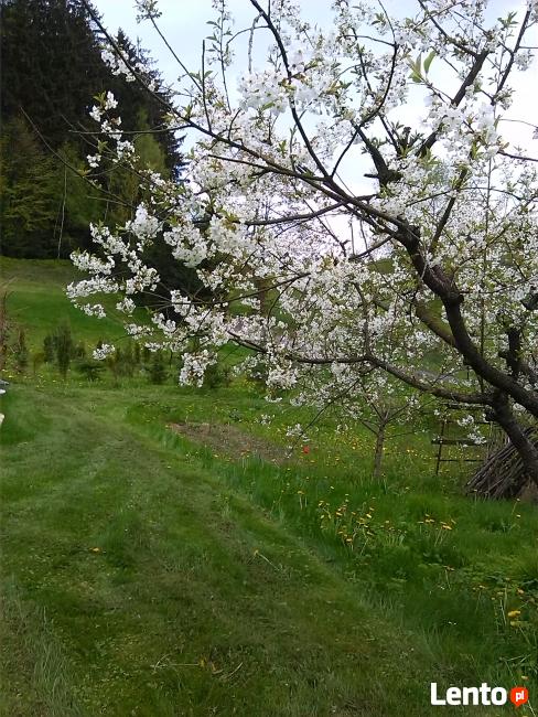 Noclegi Kudowa Zdrój