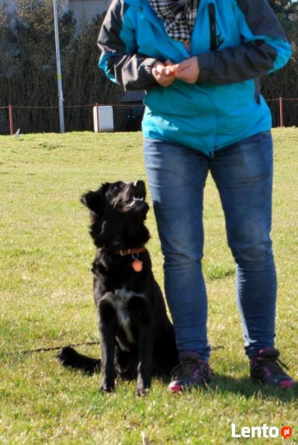 Grupowy kurs posłuszeństwa - Dobrzykowice