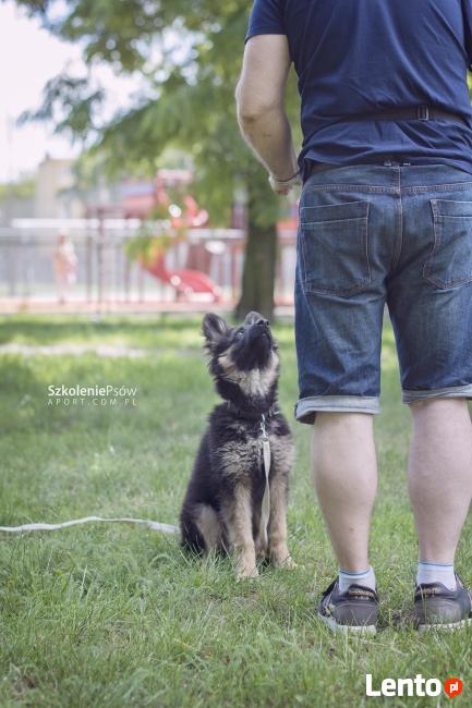 Psie przedszkole w szkole dla psów APORT