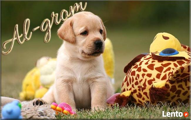 Labrador Retriever czarne i biszkoptowe szczenię rodowód FCI