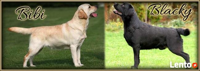 Labrador Retriever czarne i biszkoptowe szczenię rodowód FCI