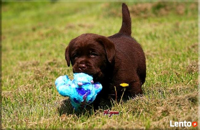 Labrador Retriever czekoladowe pieski rodowód FCI
