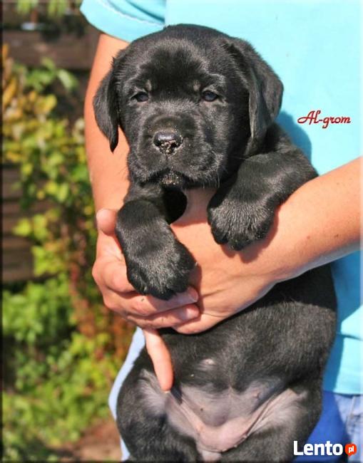 Labrador Retriever czarne i biszkoptowe szczenię rodowód FCI