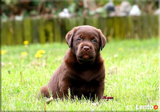 Labrador Retriever czekoladowe pieski rodowód FCI