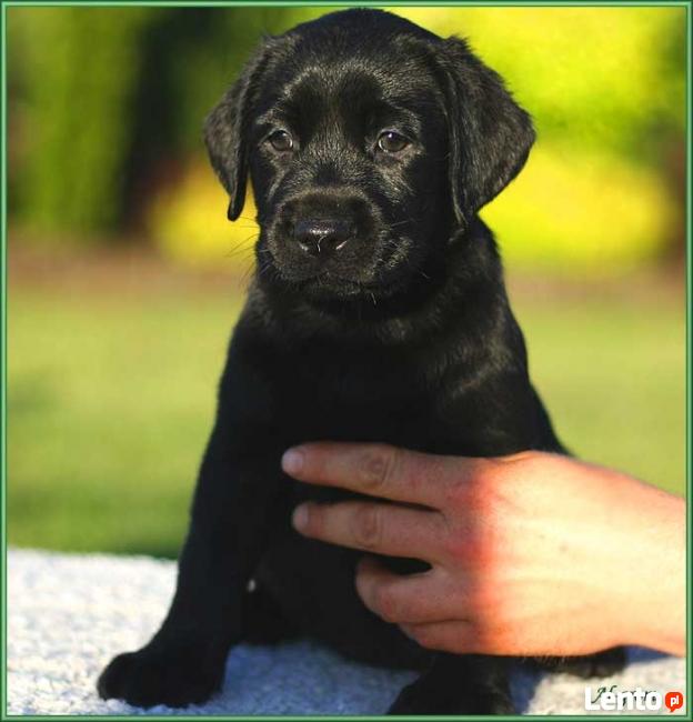Labrador Retriever czarne i biszkoptowe szczenię rodowód FCI