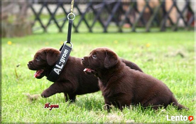 Labrador Retriever czekoladowe pieski rodowód FCI