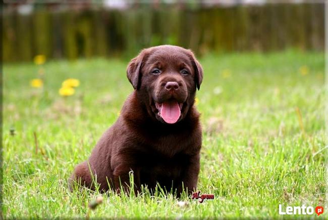 Labrador Retriever czekoladowe pieski rodowód FCI