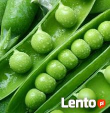 Haccp, Iso, Brc, Ifs, Fssc, GlobalGap, GMP+, REDcert, Bio