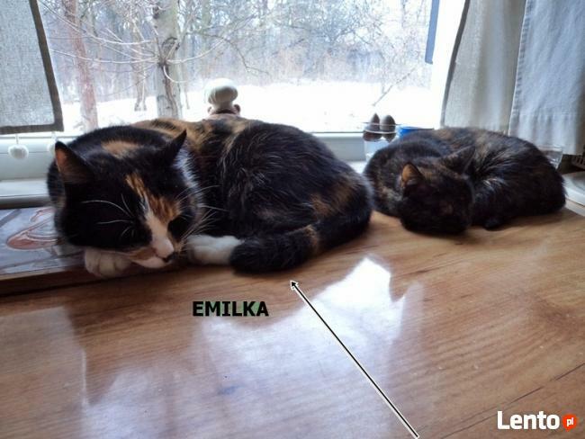 ZAGINĘŁA KOTKA PIASECZNO NAGRODA ! NADAL POSZUKIWANA!!! !