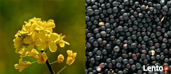 Ukraina. Ziarna rzepaku 1200 zl/tona, wysokobialkowa sruta