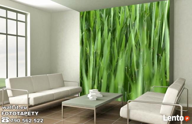 Fototapety LAS Fototapeta DRZEWA Producent na wymiar UNIKATY