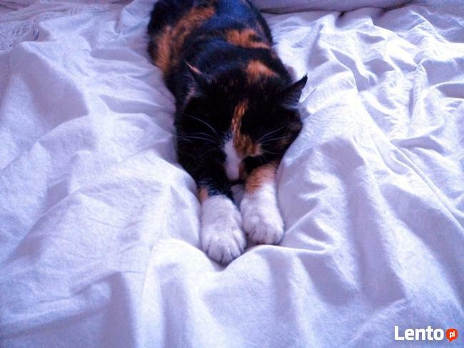 ZAGINĘŁA KOTKA PIASECZNO NAGRODA ! NADAL POSZUKIWANA!!! !!