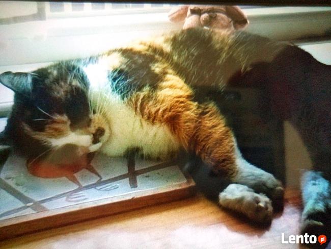 ZAGINĘŁA KOTKA PIASECZNO NAGRODA ! NADAL POSZUKIWANA!!! !!