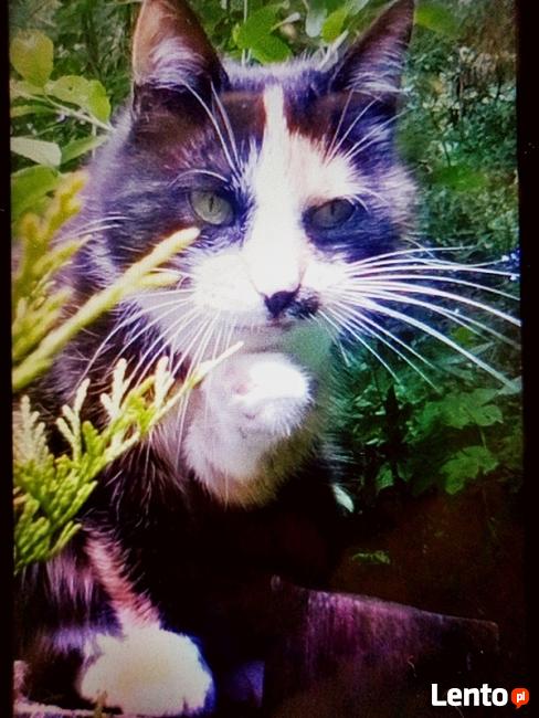 ZAGINĘŁA KOTKA PIASECZNO NAGRODA ! NADAL POSZUKIWANA!!! !!