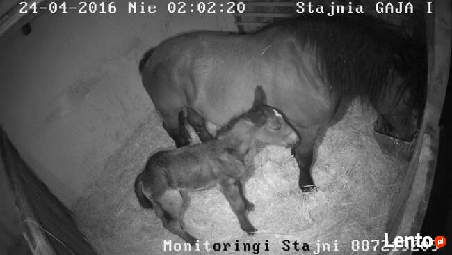 Profesjonalne monitoringi stajni, kamery do stajni, kamera,