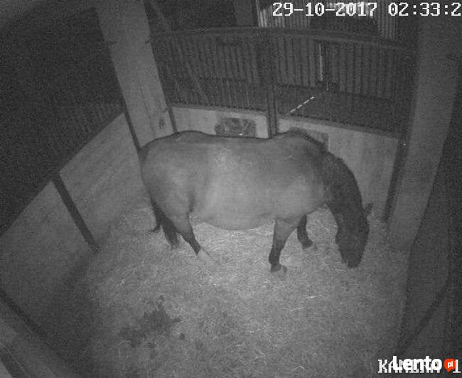 Profesjonalne monitoringi stajni, kamery do stajni, kamera,