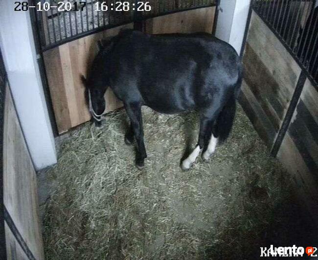 Profesjonalne monitoringi stajni, kamery do stajni, kamera,