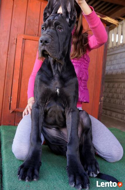 DOGI NIEMIECKIE kolor CZARNY rodowód ZKWP (FCI )