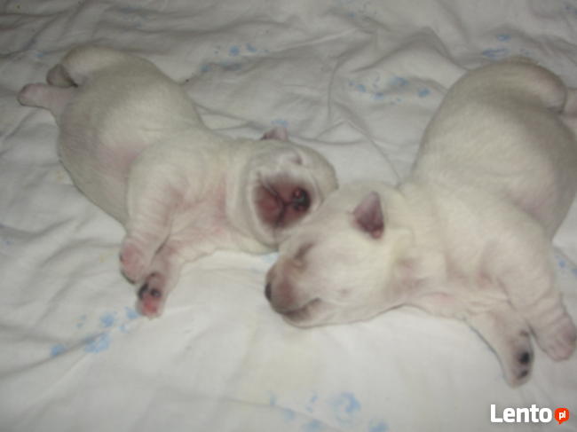 West Highland White Terrier- szczeniaczki z domowej hodowli