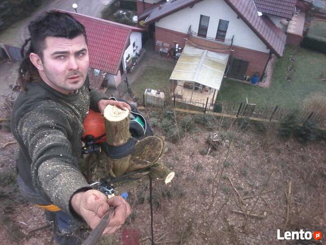 Wycinka drzew oraz ciecie i rabanie drewna