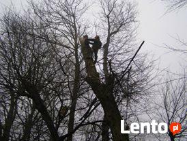 Wycinka drzew oraz ciecie i rabanie drewna