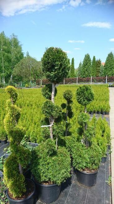 Tuja Tuje thuja szmaragd shmaragd 50-60 cm 2l 7 zł HURT