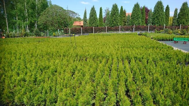 Tuja Tuje thuja szmaragd shmaragd 50-60 cm 2l 7 zł HURT