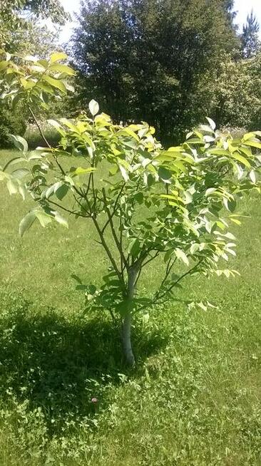 Rodzinny Ogród Działkowy