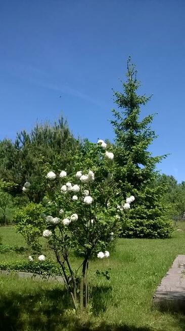 Rodzinny Ogród Działkowy