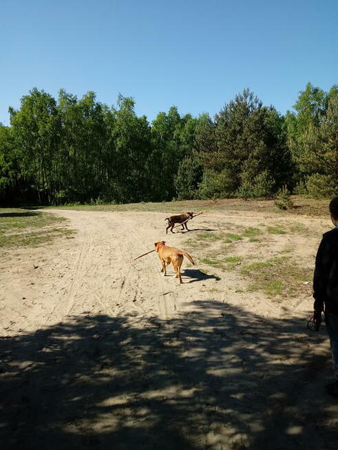 Opieka nad psem weekendy!!!