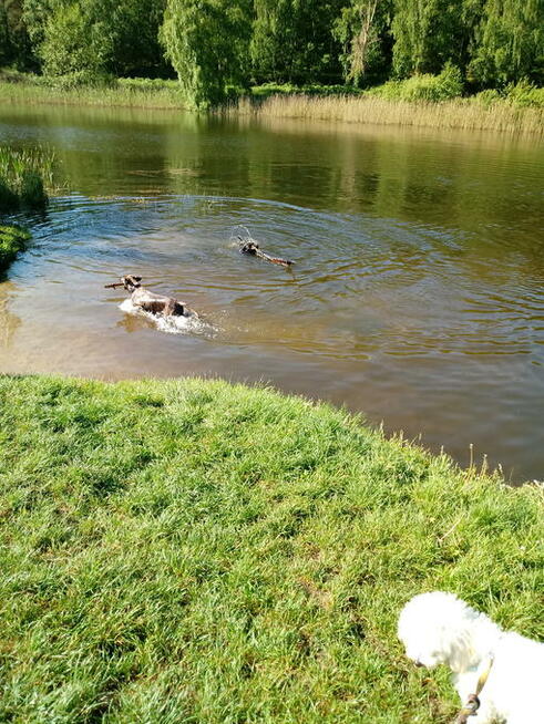 Opieka nad psem weekendy!!!