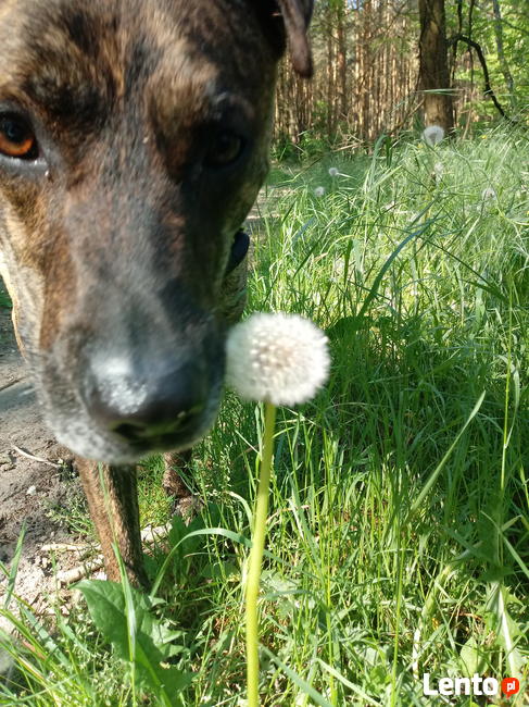 Opieka nad psem weekendy!!!