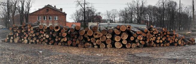 Wycinka oraz pielęgnacja drzew i krzewów