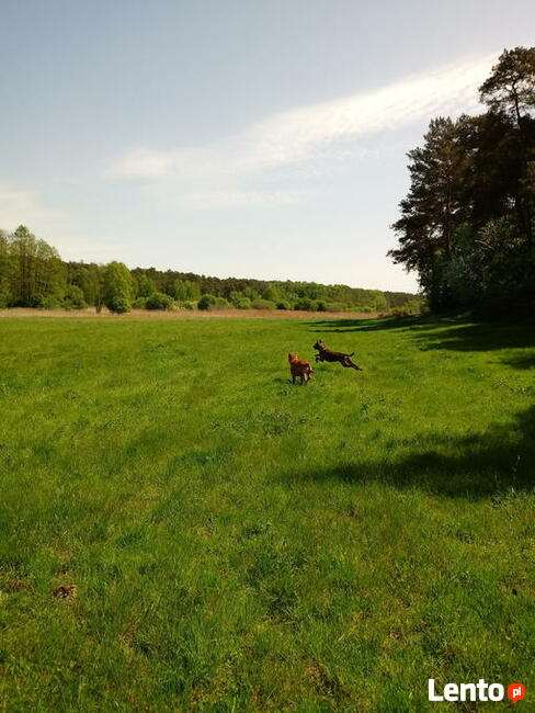 Opieka nad psem weekendy!!!