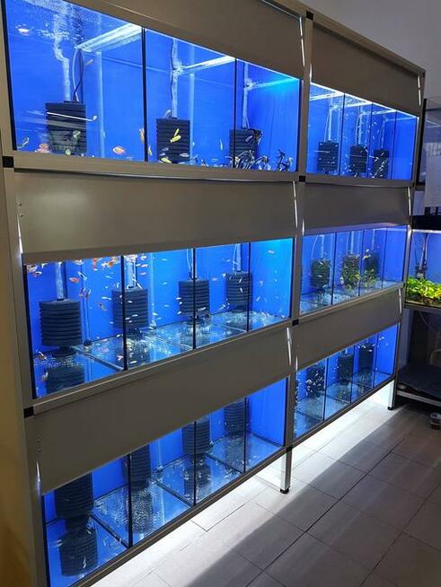 Psi fryzjer, Sklep Wędkarski, Zoologiczny PLUTO Radom