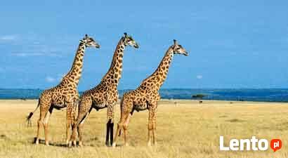 Kenia - Co w buszu piszczy