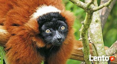 Madagaskar - Kraina wodospadów i lemurów