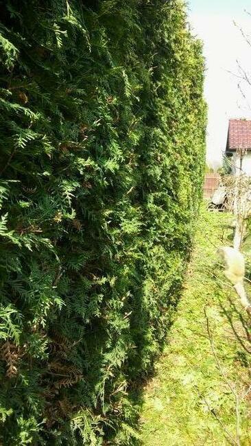 Przycinanie wysokich tui iglaków krzewów inne prace