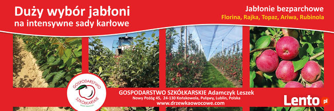 DRZEWKA Owocowe-SADZONKI-PRODUCENT