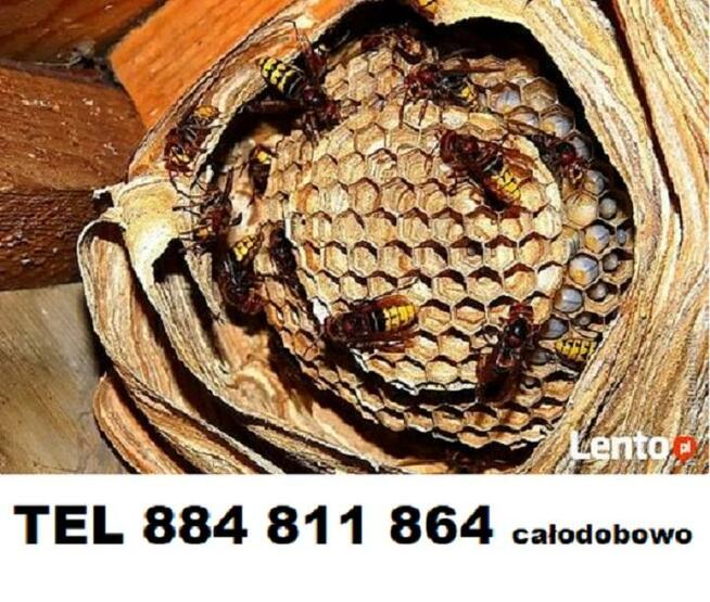 Zwalczanie likwidacja gniazd szerszeni, usuwanie roi os