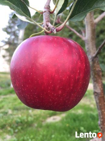 DRZEWKA Owocowe-SADZONKI-PRODUCENT