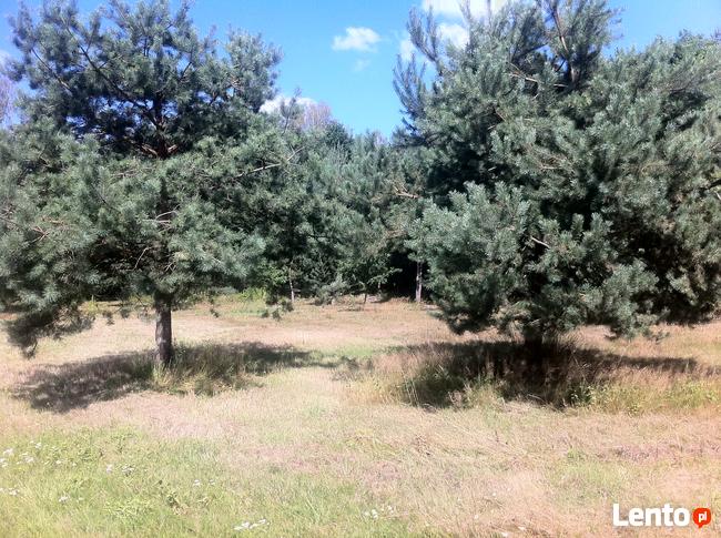 Trzcianka w gm. Wilga. Działka Budowlana.