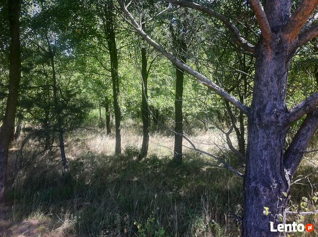 Trzcianka w gm. Wilga. Działka Budowlana.