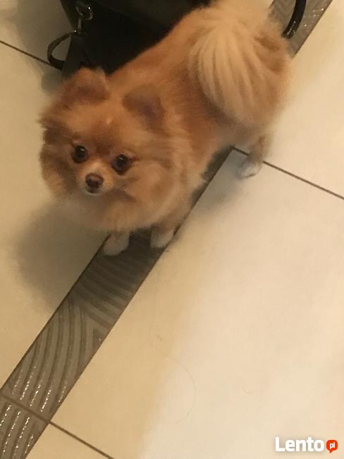 Zaginął Piesek - Szpic Miniaturowy Pomeranian-Rudy-Niemojewo