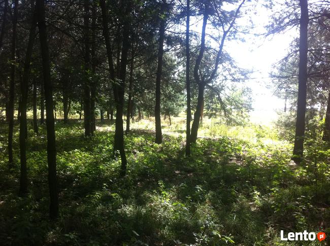 Trzcianka w gm. Wilga. Działka Budowlana.