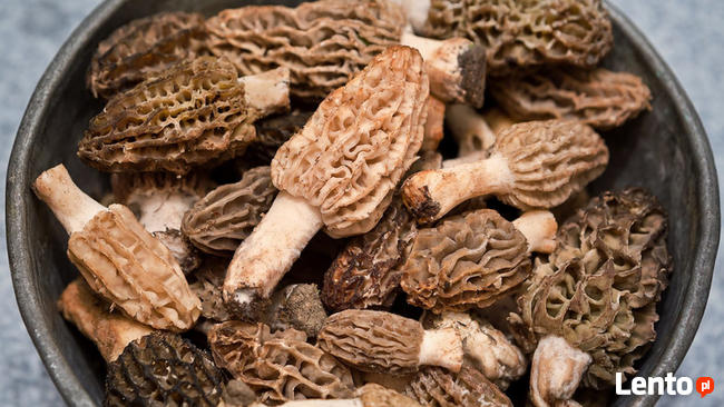 Świeże grzyby Smardz jadalny (Morchella) 500 g.