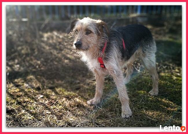 TERO, terier mix,15kg,średni, łagodny,towarzyski piesek