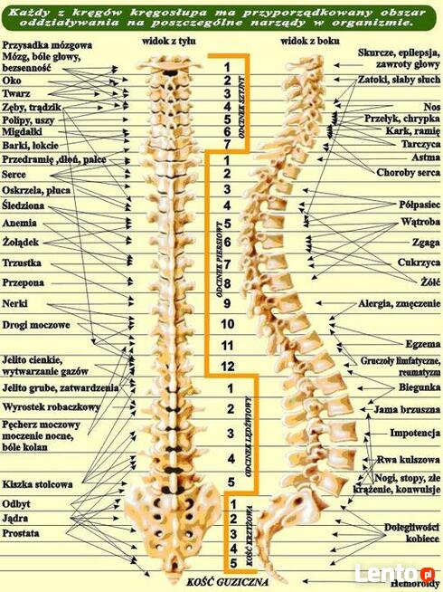Boli kręgosłup? Jest rozwiązanie !urządzenie med. Ceragem VE