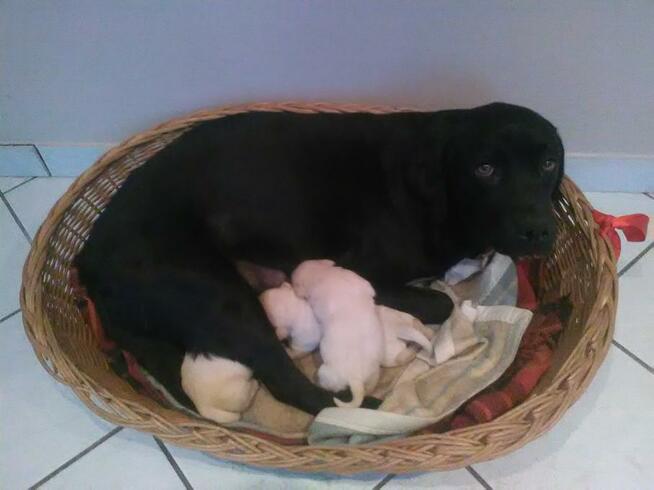 sprzedam psy rasy labrador