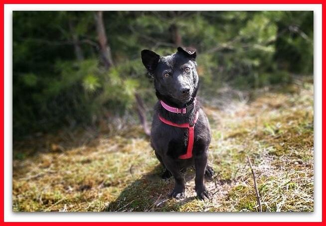 8kg,mały, aktywny,przyjazny, szczepiony piesek MIŁEK.ADOPCJA